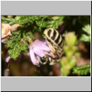 Halictus tumulorum - Furchenbiene w01 7mm.jpg